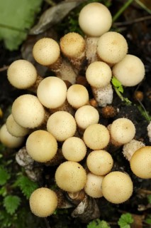 Pear duster or pear bovist (Apioperdon pyriforme, Lycoperdon pyriforme), North Rhine-Westphalia,