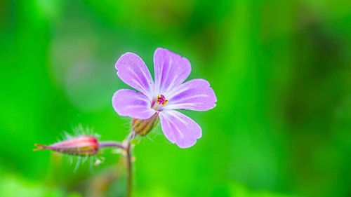 Ruprechtskraut (Geranium robertianum), stinking cranesbill, close-up, nature photograph, landscape