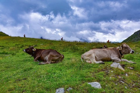 Ruminating cows above the Rifflsee lake in the Pitztal valley, mountain hikers in the background,