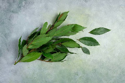 A branch of fresh bay leaf, top view, spice
