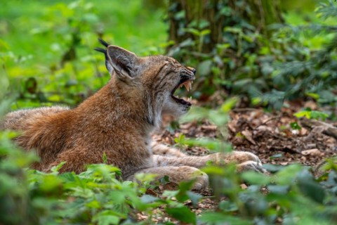 Sleepy Eurasian lynx (Lynx lynx) yawning and showing large fangs, canines in thicket of forest