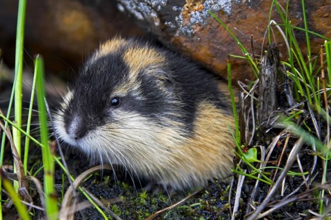 Norway lemming (Lemmus lemmus) leaving burrow under rock on the tundra, Lapland, Sweden, Europe