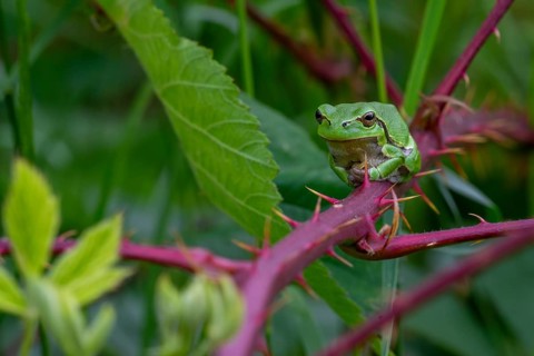 European tree frog (Hyla arborea, Rana arborea) sunning on prickly stem of bramble bush in spring,