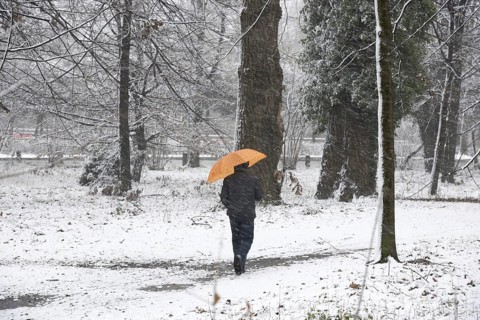 Man Walking on the Path in the Forest with an Umbrella when it's Snowing in a Snowy Winter Day in