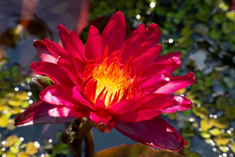 Hardy water lily (Nymphaea), Sangria, flowering, North Rhine-Westphalia, Germany, Europe