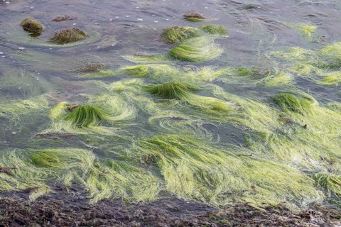 Rock filamentous algae (Cladophora rupestris on rocks in the Baltic Sea, Mecklenburg-Vorpommern,