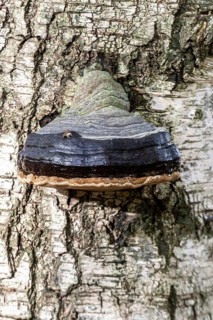 Tinder fungus (Fomes fomentarius) on a birch (Betula pendula), Emsland, Lower Saxony, Germany,