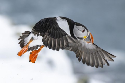 Puffin (Fratercula arctica) in flight, Hornoya Island, Hornøya, Vardø, Varanger Peninsula, Troms og