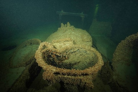 Rusted ship metal, with shells, quagga triangle mussel (Dreissena rostriformis bugensis), invasive