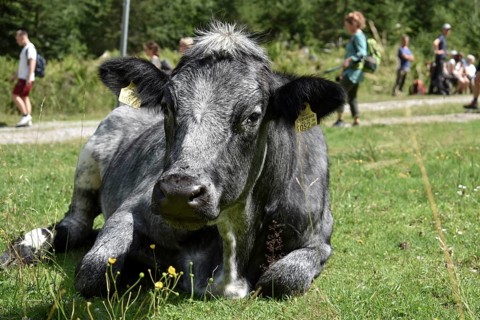 A black cow on the mountain pasture with hikers at the Styrian Lake Constance, Schladminger Tauern,