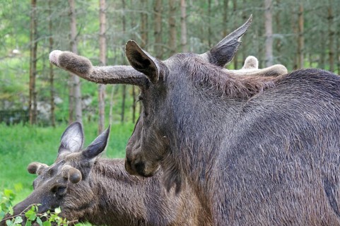 Two moose in a summery forest environment, moose farm, Dalsland, Sweden, Europe