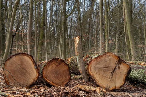 Detailed photo, forestry and clearing in the forest, Berlin, Germany, Europe