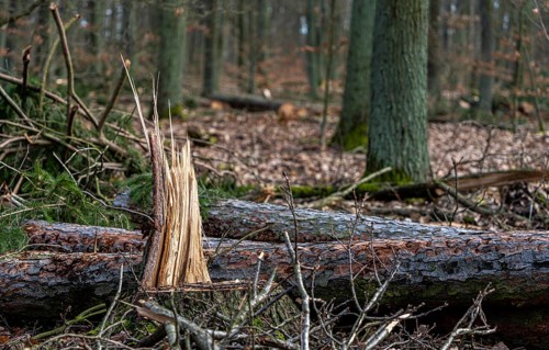 Detailed photo, forestry and clearing in the forest, Berlin, Germany, Europe