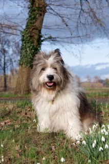 Dog (Canis lupus familaris), Pet, Elo, Breed, Landscape, Spring, Germany, The adult large Elo sits