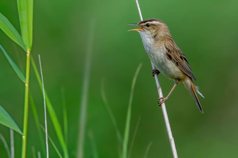 Sedge warbler (Acrocephalus schoenobaenus, Motacilla schoenobaenus) calling from reed stem in