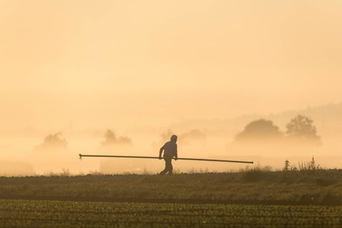 Symbolic image, climate change, global warming, a vegetable farmer lays irrigation pipes in a field