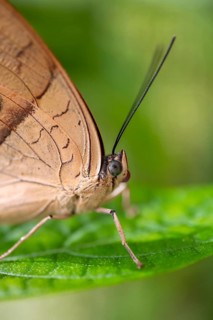 Morpho helenor, blue morpho butterfly sitting on a leaf, Alajuela province, Costa Rica, Central