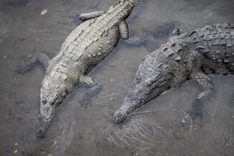 American crocodile (Crocodylus acutus) swimming in the water, from above, Rio Tarcoles, Carara