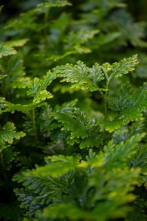 Plant, Details in the jungle, Dense vegetation, Tortuguero National Park, Costa Rica, Central