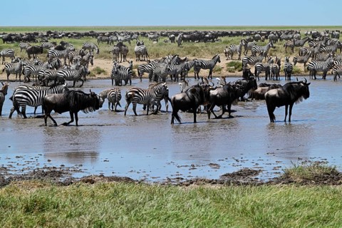 Blue Wildebeests (Connochaetes taurinus) and zebras (Equus burchelli) by the pond, Serengeti