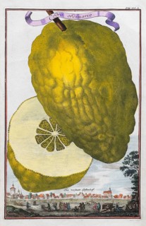 Citron or cedrat (Citrus medica), citrus fruit, hand-coloured copperplate engraving from