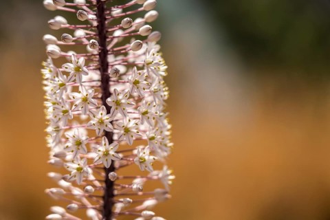 Maritime squill, Drimia maritima, Preveli, Crete, Greece, Europe