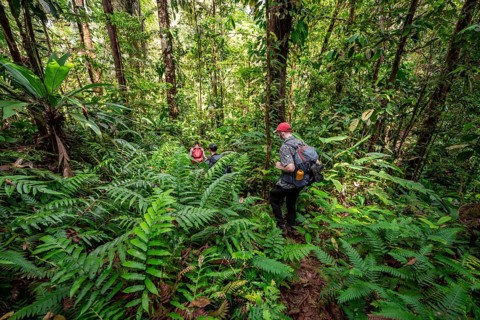 Young man on a hiking trail in the rainforest, tourist hiking in the tropical rainforest through