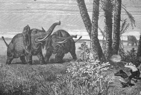 African elephant hunt, Elephant hunt, Historical, digitally restored reproduction from a 19th
