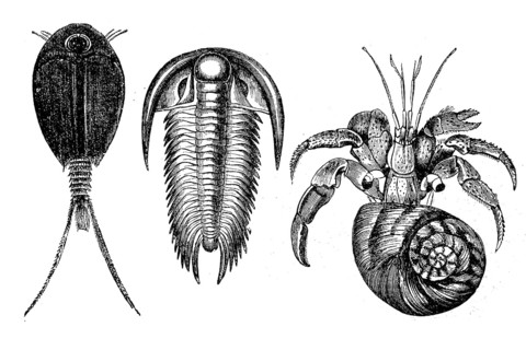 Crustaceans, finfoot, Apus, trilobite, paradoxides and hermit crab, Cenobita, Illustration from