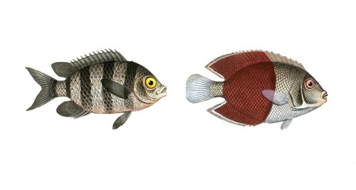 Fish, fish, left: Genus butterflyfish, butterflyfish, Chaetodon saxatilis, the forktail, right: