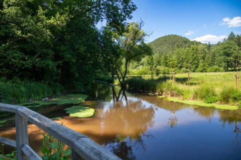 The Wieslauter (Palatinate) in spring. A few kilometres further on, the small river is only called