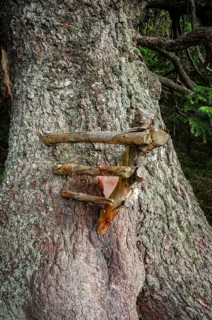 Old spruce with a lickstone, Gloggnitzerhütte on the Rax, Schwarzau im Gebirge, Lower Austria,