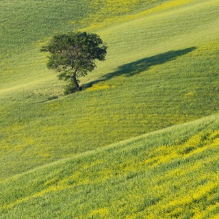 Mulberry tree (Morus) in a field with flowering yellow broom (Genista tinctoria), Tuscany, Italy,