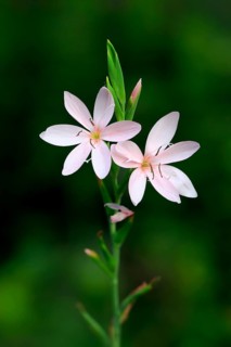 River lily (Hesperantha coccinea), flowering, blooming, at a pond, Elllerstadt, Germany, Europe