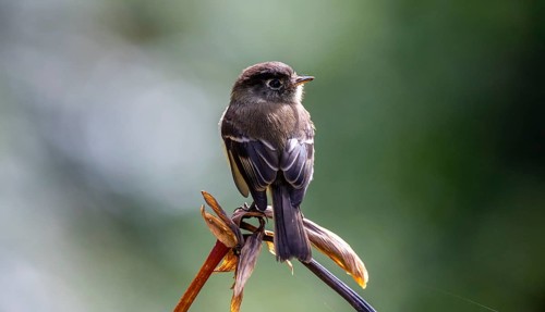 Tangar on a branch, Los Quetzales National Park, Costa Rica, Central America
