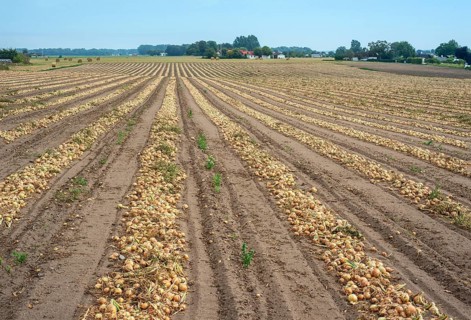 Harvested yellow onions in rows for drying in the field on Ingelstorp, Ystad Municipality, Skåne