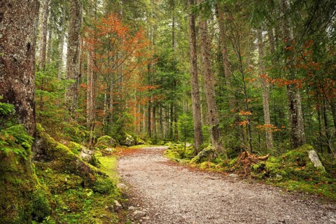 The hiking trail around the Vorderer Gosausee leads through the autumnal forest. Gosau, Gosau