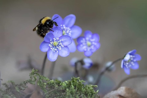 Liverwort (Hepatica nobilis) with large bumblebee (Bombus magnus), Austria, Upper Austria, Europe