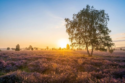 Heath landscape, flowering common heather (Calluna vulgaris), birch (Betula), backlit at sunrise,