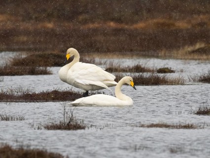 Whooper Swan (Cygnus cygnus) adult pair, on lake, with falling sleet, May, Finnish Lapland