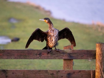 Great Cormorant (Phalacrocorax carbo), immature, sitting on wooden fence, drying its wings, island