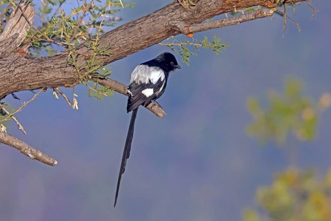 Africa, Botswana, magpie, magpie shrike, Corvinella melanoleuca, Botswana, Botswana, Africa