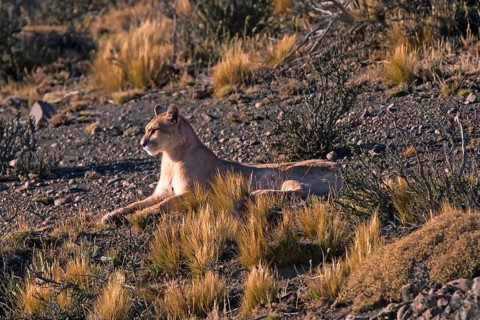 Cougar (Felis concolor patagonica) wbl. Torres del Paine NP, Chile, Torres del Paine NP, South