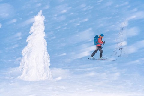 Skiers in the snow, Dundret Nature Reserve, Gällivare, Norrbotten, Lapland, Sweden, Sweden,