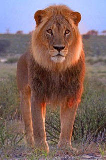 Male lion, (Panthera leo), lion in the first morning light in the Kalahari South Africa