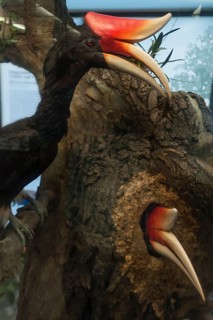Male rhinoceros hornbill (Buceros rhinoceros) feeding a walled-in female, Natural History Museum,