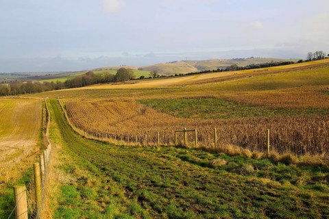 Chalk landscape view to Lansdowne monument, Cherhill, North Wessex Downs, Wiltshire, England, UK