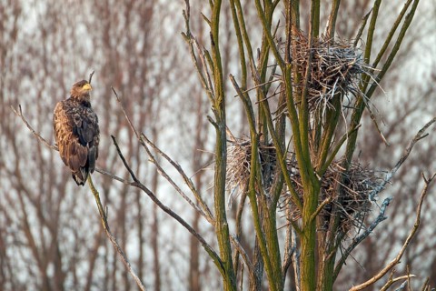 White-tailed eagle (Haliaeetus albicilla) Bird of prey, foraging in a cormorant colony, nest,