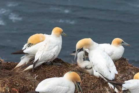Breeding gannets (Morus bassanus) colony on the red sandstone cliffs of the offshore island of