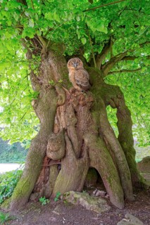 Court lime tree with tawny owl below Schaumburg Castle Rinteln Germany